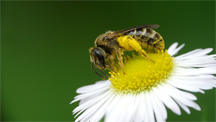 Bee with pollen