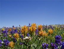 Christ's Indian Paintbrush