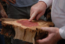 Eastern Redcedar in crossection, with white sapwood on the outside edges, and red to deep reddish-brown heartwood