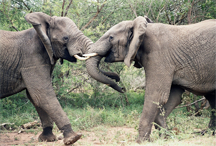 Elephants fighting