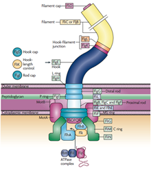 A schematic representation of the flagellar components of Salmonella enterica serovar Typhimurium