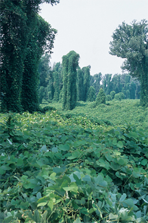 kudzu enveloping a Mississippi landscape