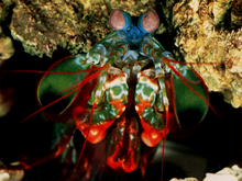 A mantis shrimp, recently discovered to have the ability to detect the circular polarization state of light