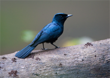 The Shining Flycatcher, native of Northern Australia and Southwest Pacific islands