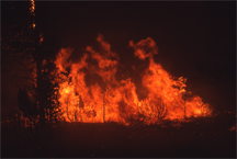 North Fork Fire in Yellowstone, 1988