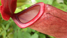 A pitcher plant