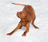 A vizsla in a pose called the play bow