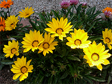 Treasure flowers (Gazania rigens) at Alcatraz Island