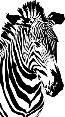 A zebra