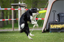 A dog playing catch with a disc