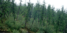 <em>Larix gmelinii</em> forest