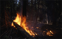 Fire at the base of a tree in Yellowstone National Park, 1974