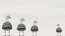 Three gulls excluding a fourth