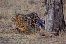 A leopard stalking its prey