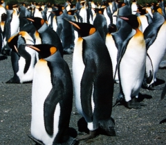 King penguins at South Georgia Island