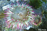Aggregating anemones (Anthopleura elegantissima)