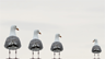 Three gulls excluding a fourth