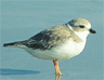 The piping plover, a threatened species of shore bird