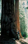 The giant sequoia