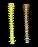 The spine of a human male