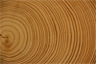 Tree rings, "documentary" evidence of past environmental conditions