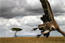 Vulture getting ready to strike a dying prey, Kenya