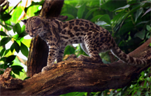 Margay cat (Leopardus wiedii)