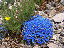 Wildflowers in the Grand Mesa Uncompahgre and Gunnison National Forests