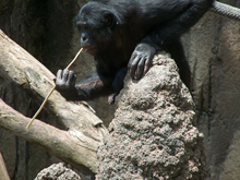 A bonobo at the San Diego Zoo fishing for termites