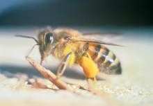 An Africanized honeybee, also known as a killer bee