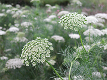 Ammi Visnaga, a nile weed that has medicinal value