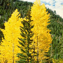 A mixed stand of aspen and pine in the Okanagan region of British Columbia and Washington state