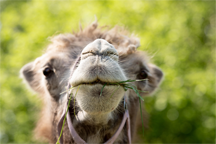 A Bactrian camel A Bactrian camel