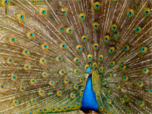 A blue peacock of India