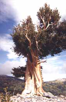 A bristlecone pine in the Great Basin National Park