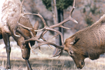 Two bull elk sparring in Grand Teton National Park, Wyoming