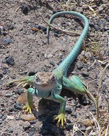 A collared lizard