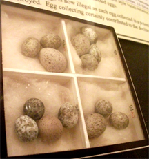 Four clutches of reed warbler eggs, each with a cuckoo egg present, on display in Bedford Museum