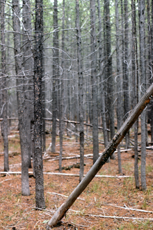 A dense Lodgepole Pine stand in Yellowstone National Park in the United States