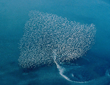Dunlin flock at Nelson Lagoon, Alaska