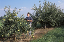 A dwarf apple tree typical of modern commercial varieties