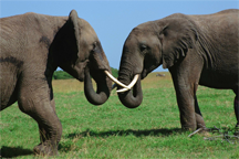 A debate between elephants