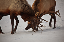 Bull Elk Antler Sparring for Dominance in their herd