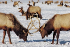 Two elk
working out their differences over reproductive rights