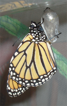 A monarch butterfly emerges from its chrysalis