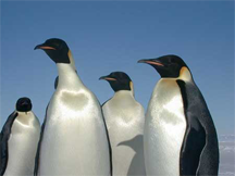 A group of Emperor Penguins