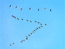 Eurasian cranes migrating to Meyghan Salt Lake, Markazi Province of Iran