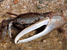 A fiddler crab, resident of the Ashepoo Combahee Edisto (ACE) Basin National Estuarine Research Reserve in South Carolina, USA