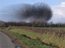 A flock of starlings acting as a swarm