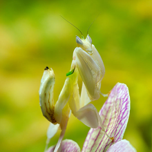 An orchid mantis (Hymenopus coronatus) perched on an orchid
